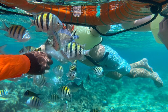 Half-Day Private Roatan Nature Park, Snorkeling, and Beach Tour - Tour Overview
