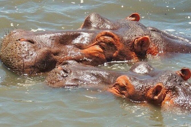 Half Day Private Tour in Isimangaliso Wetland Park - Tour Details