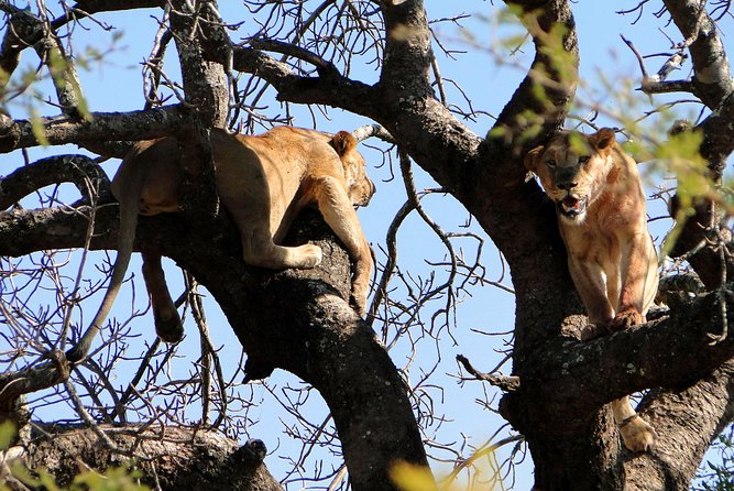 Half Day Safari Tour From Durban - What To Expect