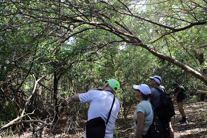 Half-Day Spanish Lagoon Mangrove Trail With Private Guide - Tour Overview
