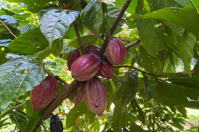 Half-Day Spice Guided Tour Chocolate Coffee and Vanilla Farm - Tour Itinerary
