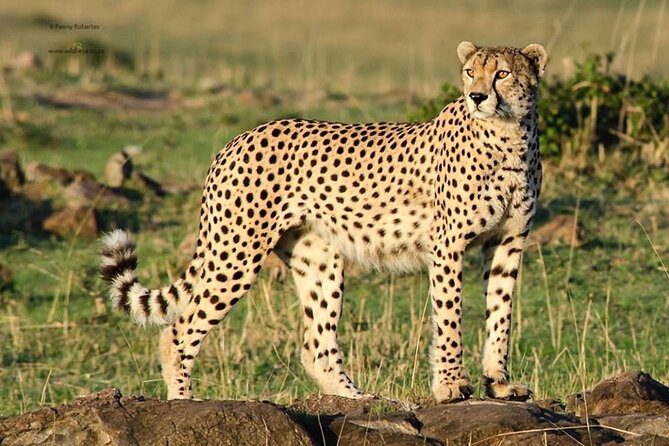 Half Day Tour in Ann Van Dyk Cheetah Centre From Pretoria - Location Details
