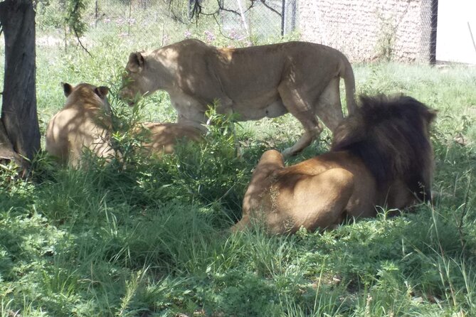 Half-Day Tour to Rhino And Lion Reserve in Krugersdorp - Overview of Rhino And Lion Reserve