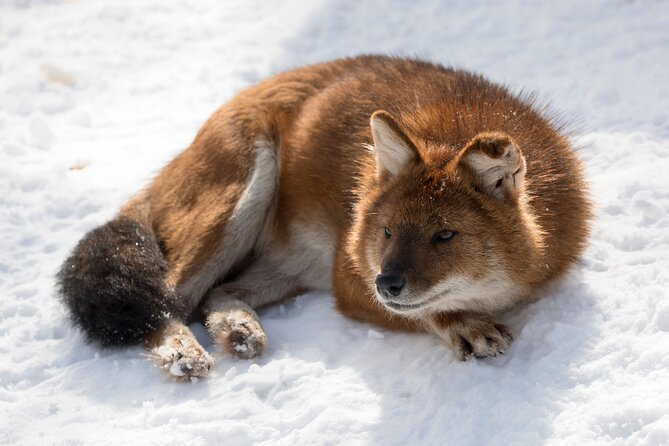 Half-Day Trip to Ranua Wildlife Park From Rovaniemi - Maximum Traveler Limit and Operator