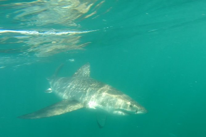 Half-Day White Shark Cage Diving From Gansbaai - Pickup and Communication
