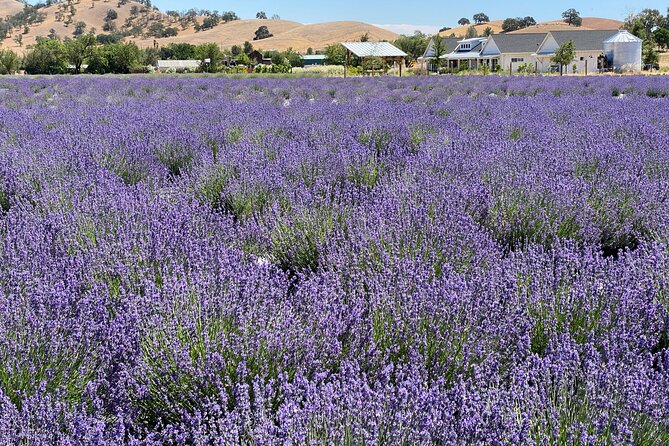 Half-day Wine and Olive Oil Tasting and Lavender Farm Tour - Tour Overview