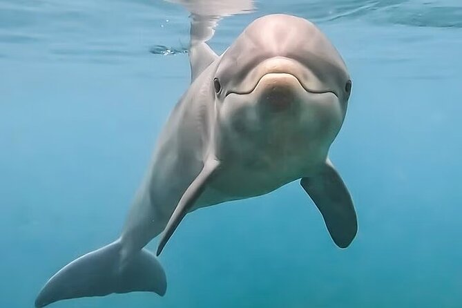 Hamata and Qulaan Islands Boat Tour With 3 Stops Snorkeling and Lunch - Snorkeling Highlights