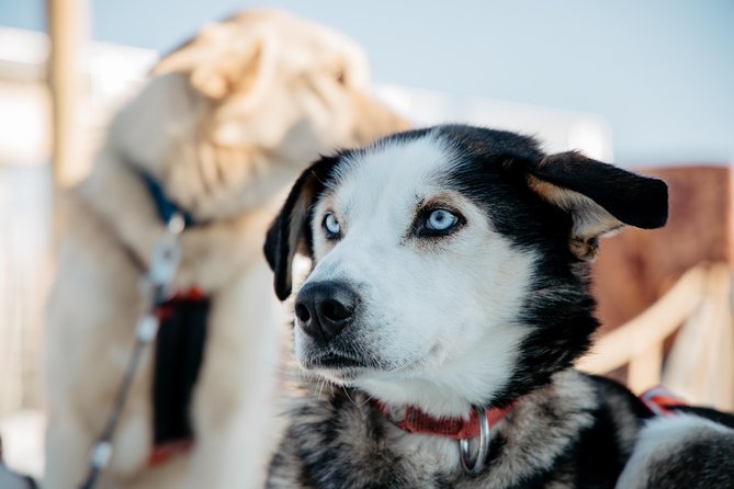 Happy Trail Morning 45 Minute Self Driven Husky Safari - Pickup and Meeting the Trained Huskies in Rovaniemi