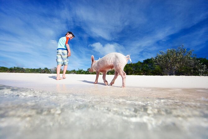 Harbour Island Swimming Pigs and Beaches Boat Tour With Lunch - Tour Highlights