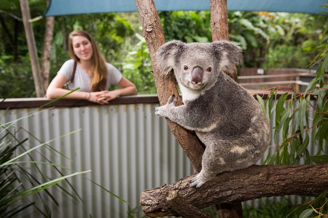 Hartleys Crocodile Adventures Day Trip From Palm Cove - Pickup and Transfer Information