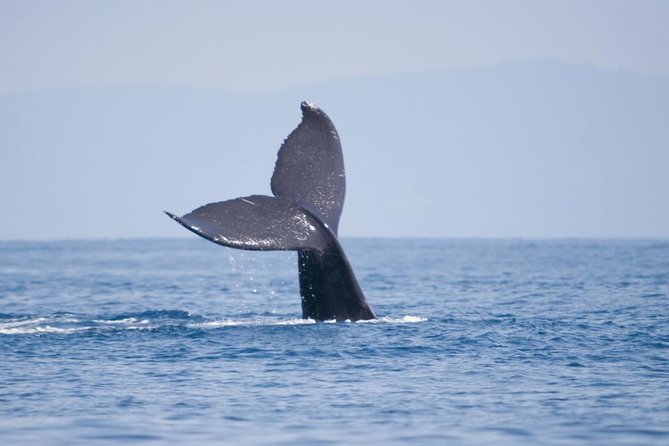 Hermanus Land Based Whale Watching and Wine Tasting Tour - Overview of the Tour