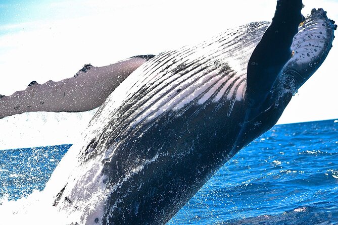 Hermanus Whale Watching Boat Trip and Stony Point Penguins Day Tour - Meeting and Pickup Information