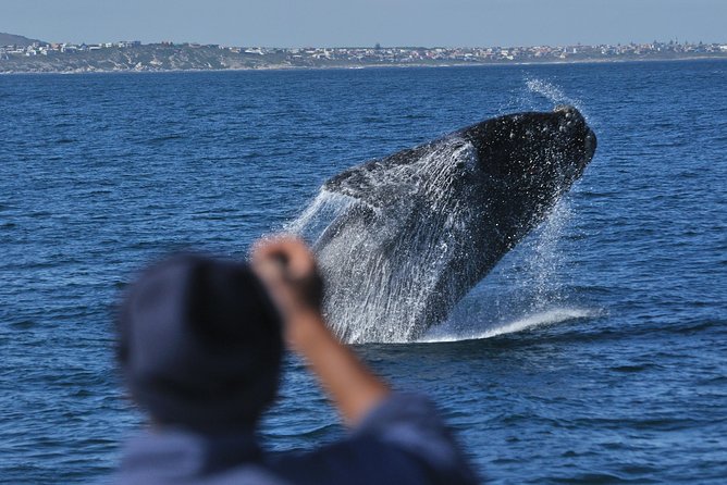 Hermanus Whale Watching Boat Trip With Shared Transfers From Cape Town - Whale Watching Boat Trip Details