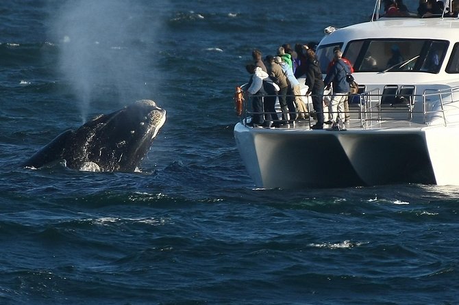 Hermanus Whale Watching Shared Boat Trip and Private Wine Tour From Cape Town - Traveler Photos and Reviews