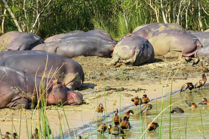 Hippo and Croc Boat Cruise in Saint Lucia With Pick-Up - Relax and Enjoy Onboard Amenities