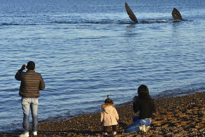 Historic Highlights and Wildlife Encounter Tour Excursion - Tour Overview