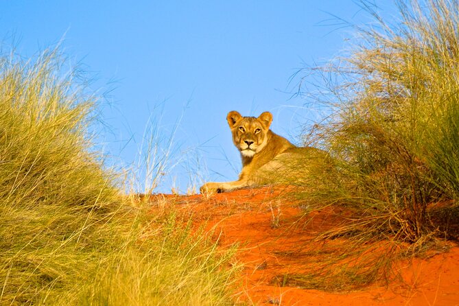 Hluhluwe and Imfolozi Safari Day Tour From Richards Bay - Tour Details