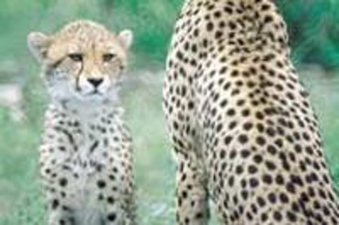 Hluhluwe Game Reserve Safari From Durban - Wildlife and Nature in Hluhluwe Game Reserve