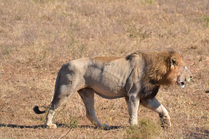 Hluhluwe Imfolozi Big 5 Safari Tour From Durban - Tour Details