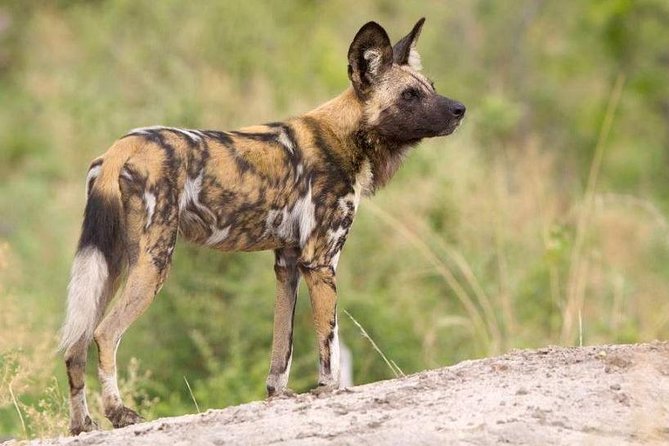 Hluhluwe Imfolozi Game Reserve 3 Day Safari From Durban - Accommodation and Meals
