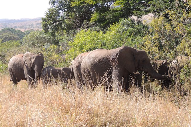 Hluhluwe/iMfolozi Game Reserve Full Day Game Drive - Booking and Cancellation Information