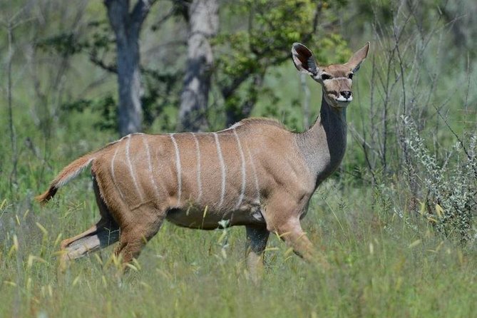 Hluhluwe Imfolozi Game Reserve Unlimited 2 Day Game Drive Safari From Durban - Overview and Pricing