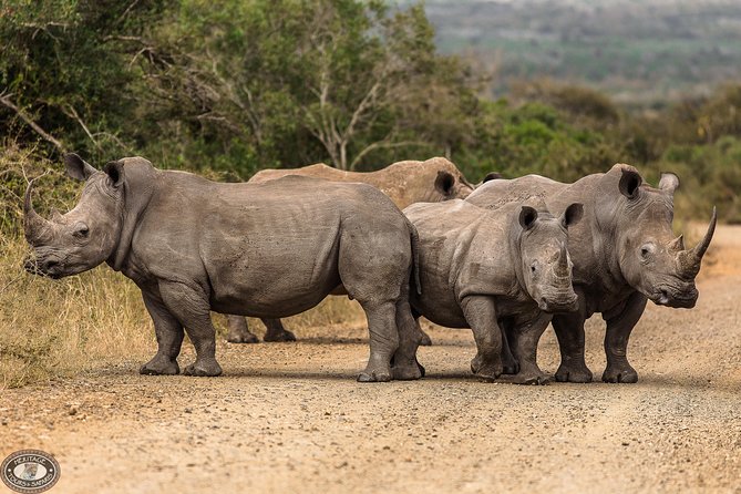 Hluhluwe-Imfolozi Park Full Day Big 5 Safari Tour - Game Ranger Guided Experience
