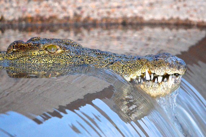 Hluhluwe Imfolozi Safari & St Lucia Boat Safari Day Tour From Durban - Tour Details and Highlights
