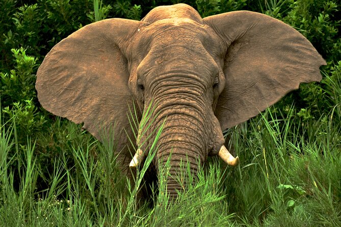 Hluhluwe Safari & Emdoneni Wild Cat Project Day Tour From Durban - Tour Overview: Full-Day Safari & Wild Cat Project Tour