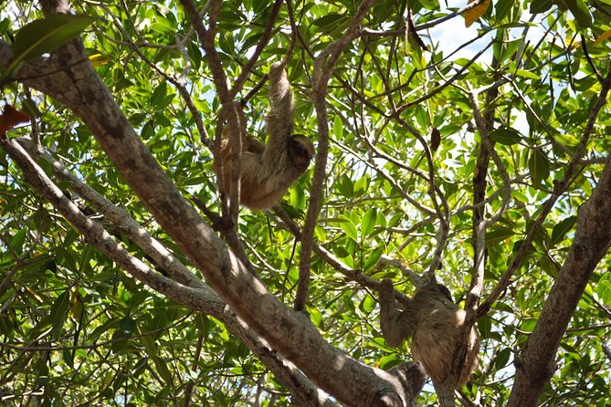 Honduras Monkey and Sloth Family Tour  - Roatan - Tour Highlights