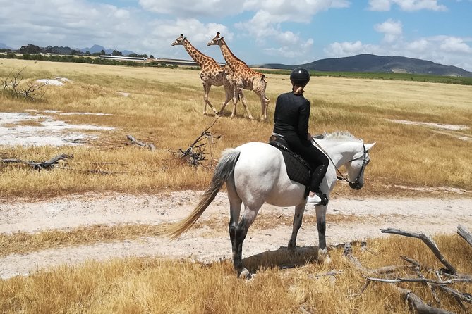 Horse Riding Wildlife Safari - Pricing and Booking