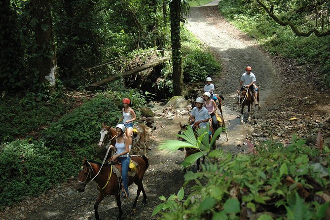 Horseback Riding Through the Jungle - Horseback Riding Tour Details