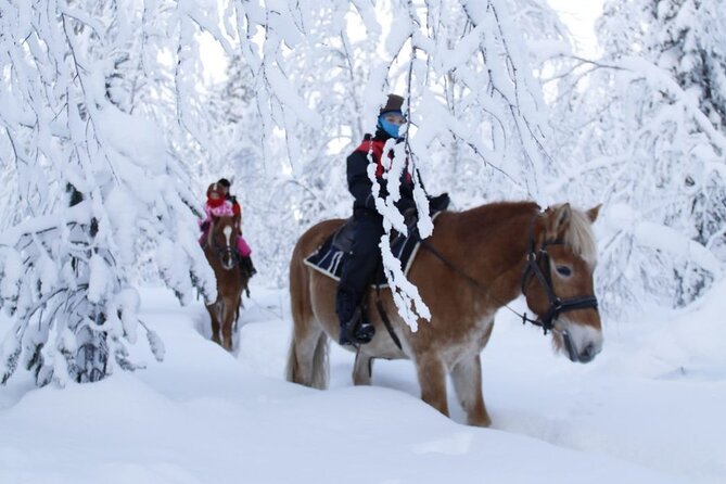 Horseback Riding Tour in Levi - Tour Overview and Details