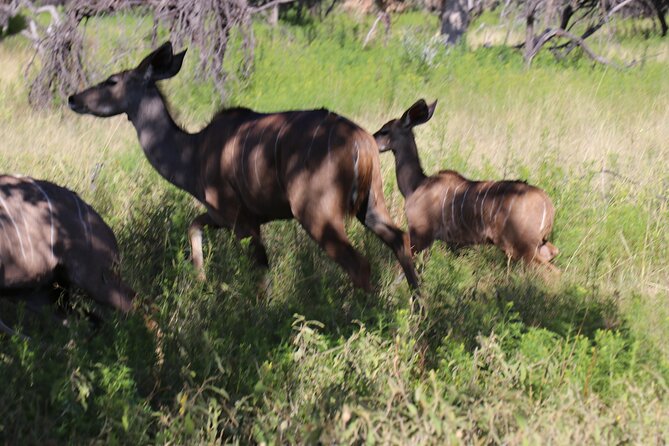 Horseback Safari Adventure in Hartbeespoort From Johannesburg - Overview of Horseback Safari Adventure
