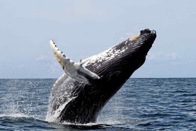 Humpback Whale Watching in Samana From Juan Dolio - Tour Highlights