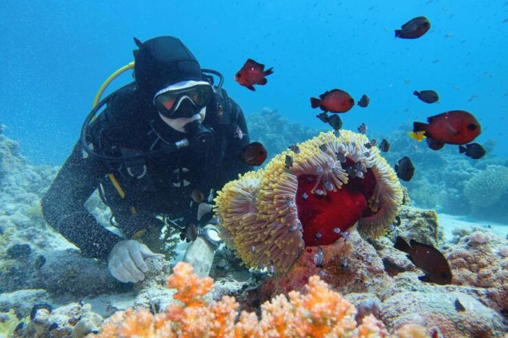 Hurghada: Diving and Snorkeling Tour With Transfers - Booking Details