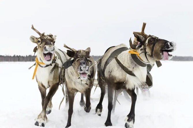 Husky and Reindeer Sledding Ride in Levi - Duration and Schedule