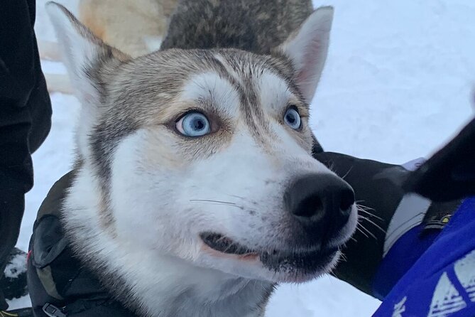Husky Safari From Levi 2 KM or 5 KM With Husky Sledge Ride - Pricing and Booking Details