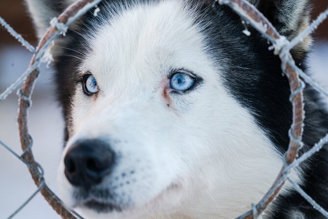 Husky Sledding Ride in Levi - What Is Husky Sledding?