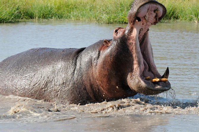 Isimangaliso Wetland Park Boat Cruise & Game Drive Fr Durban 1Day - Park Overview