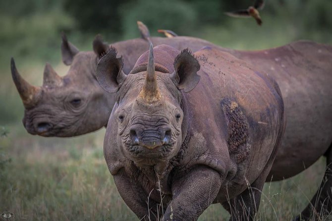 Isimangaliso Wetland Park, Full Day Tour - Tour Details