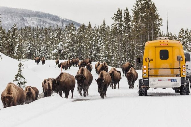 Jackson 4-Day and 3-Night Grand Teton and Yellowstone Winter Tour - Itinerary Highlights