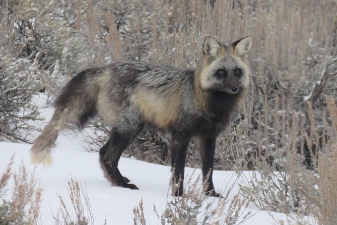 Jackson Hole & Grand Teton Park - Half-Day Wildlife Tour - Afternoon - Wildlife Tour Overview