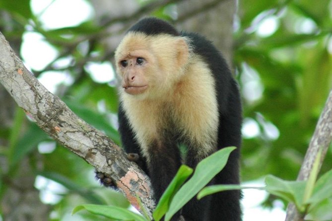 Jaco Monkey Jungle Tour With Costa Rican Lunch - Logistics and Pickup Locations