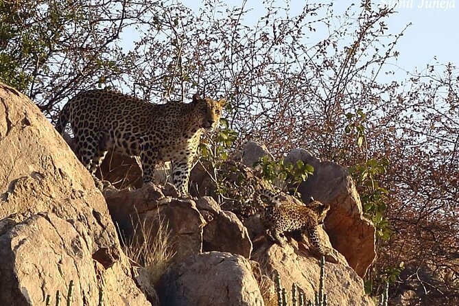 Jhalana Amagarh Leopard Safari Trip From Jaipur - All Inclusive - Pricing and Cost Breakdown