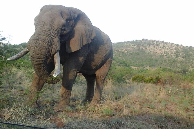 Johannesburg History Tour and Kruger National Park Safari 5 Days Package - Package Highlights
