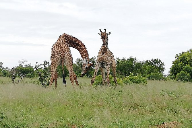Johannesburg Private 2-Day Pilanesberg Safari  - Pretoria - Safari Experience Details