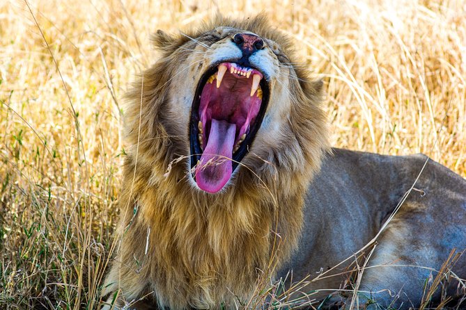 Johannesburg Small-Group 7-Day Tour With Kruger National Park  - Pretoria - Tour Overview and Highlights