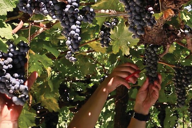 Jolimont Winery Tour - Visit and Tasting - Canela RS - Pricing and Booking