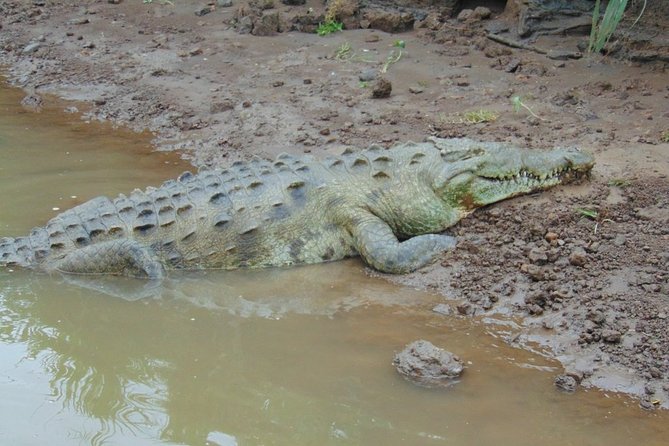 Jungle Crocodile Safari and Bird Watching Tour - Pricing and Booking Information